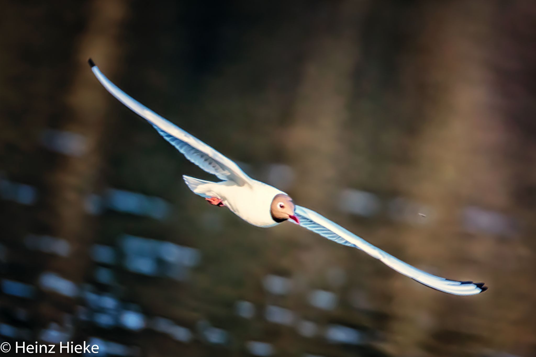 Lengwiler Weiher, Switzerland