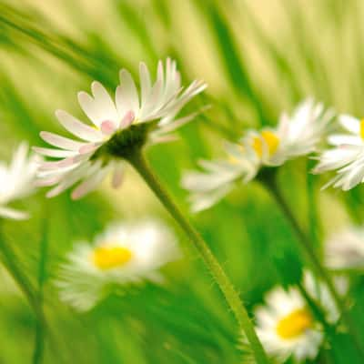 Leucanthemum vulgare, Ireland