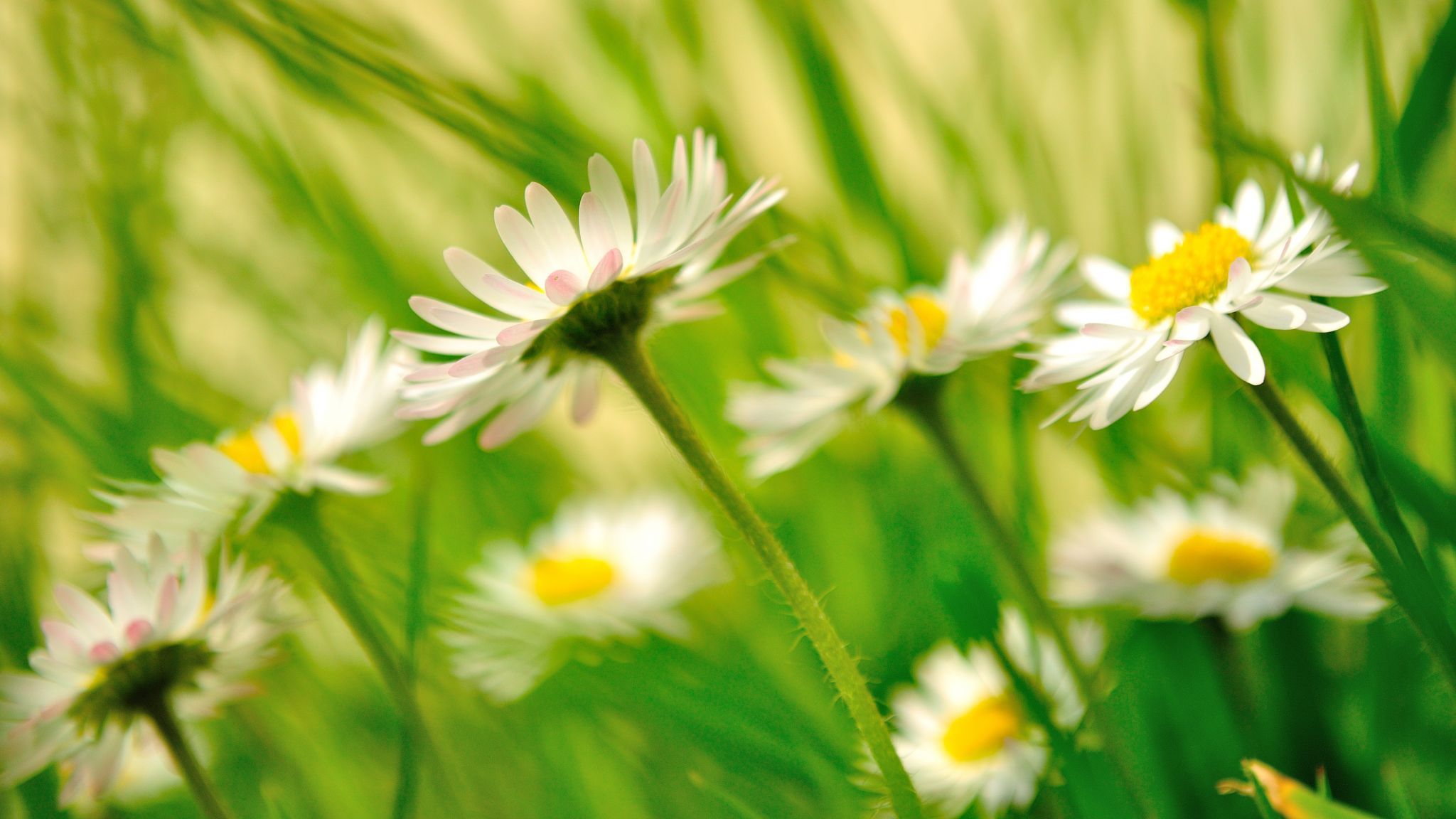Leucanthemum vulgare, Ireland