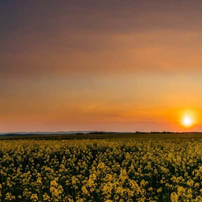 Field in Burmerange, Luxembourg