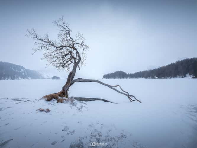 Magic tree at Silsersee, Sils Maria