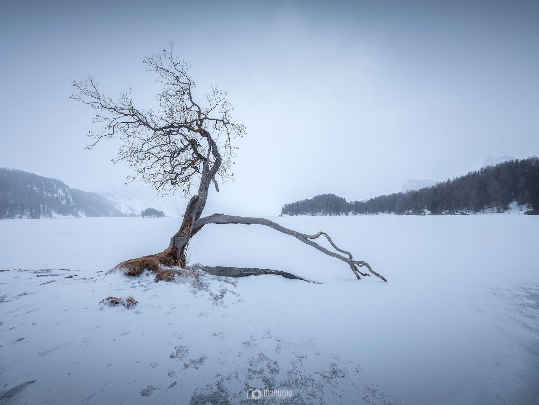Magic tree at Silsersee, Sils Maria, Switzerland