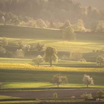 Murimoos, Switzerland