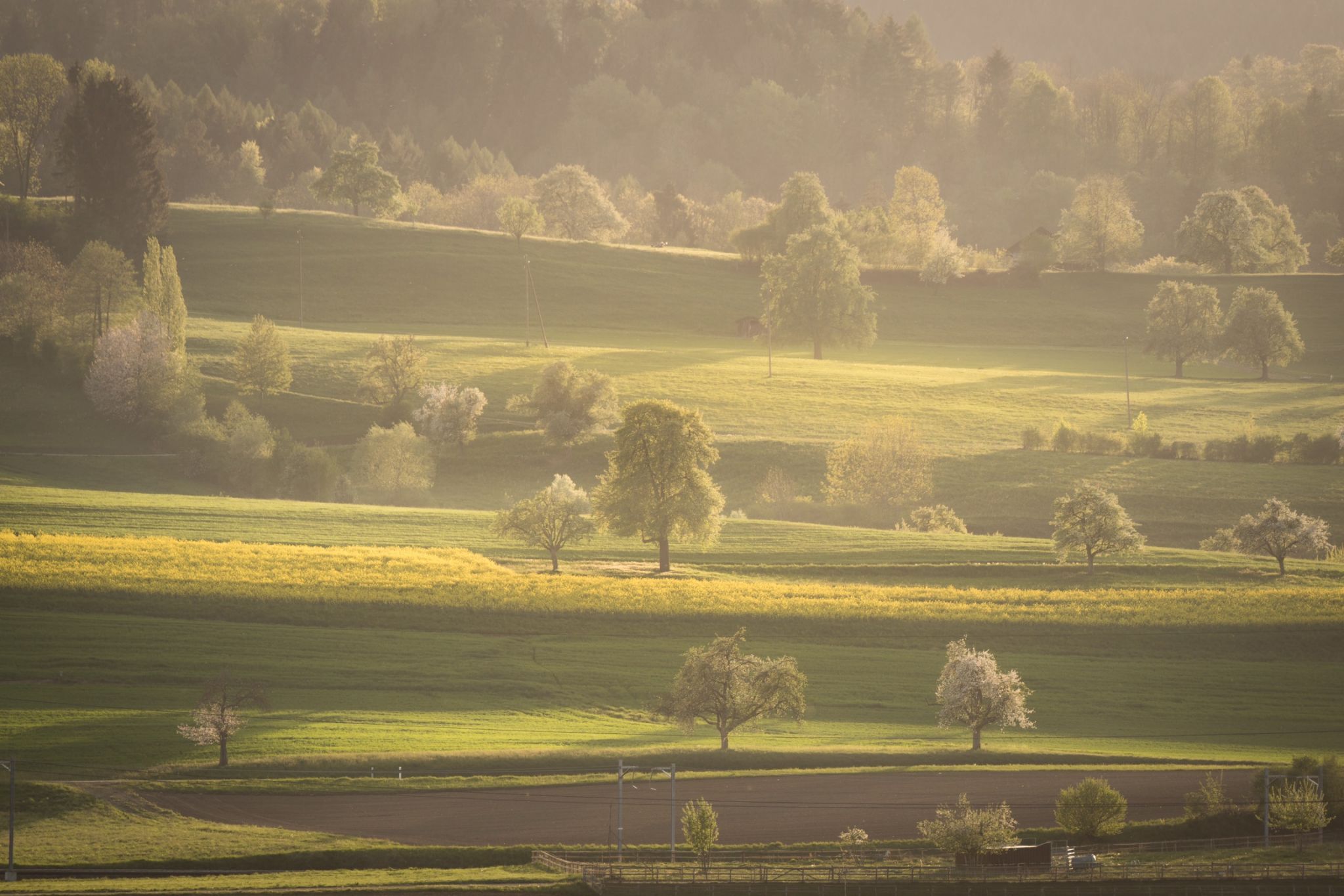 Murimoos, Switzerland