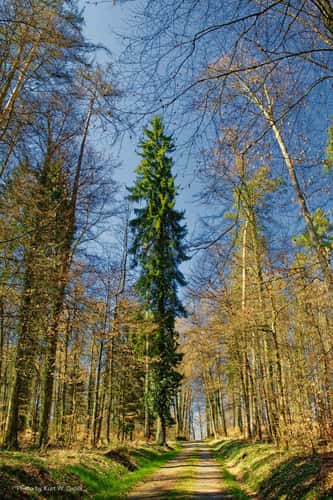 Oberwald