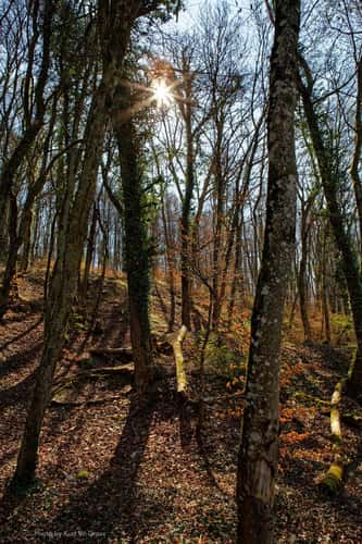 Oberwald