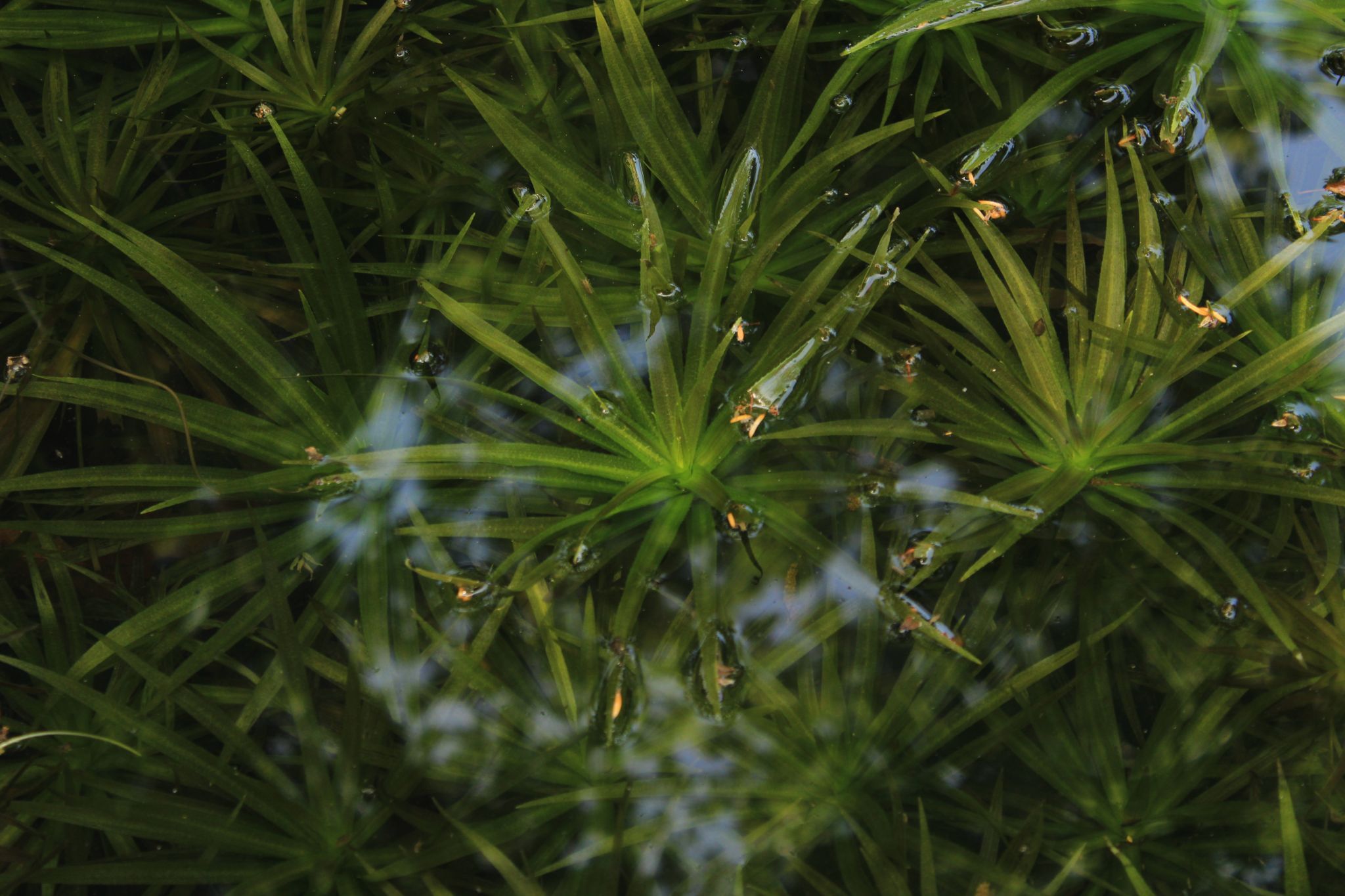 Orto Botanico di Padova, Italy