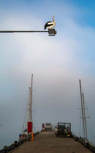Pelican on top of the fog, Eden New South Wales