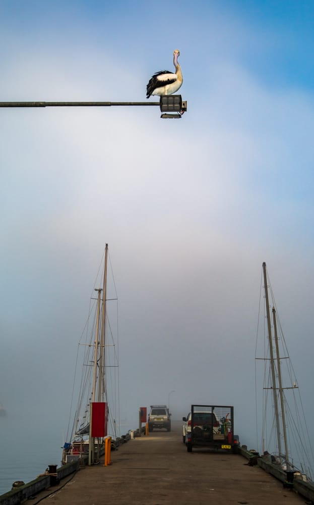 Pelican on top of the fog, Eden New South Wales, Australia