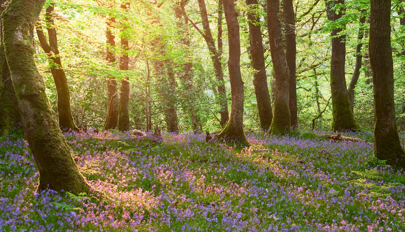 Plymbridge woods, United Kingdom