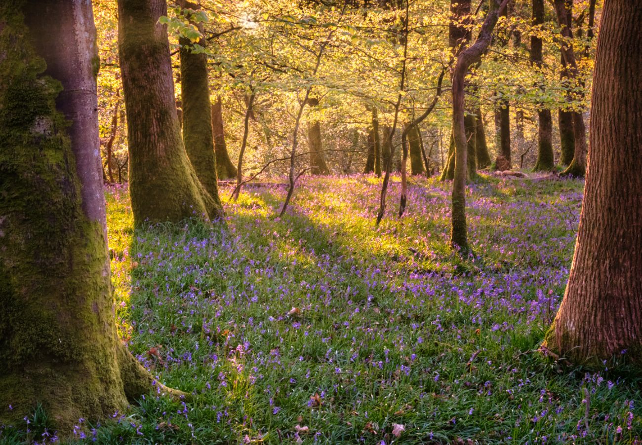Plymbridge woods, United Kingdom