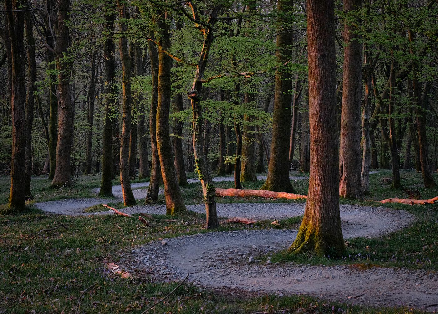 Plymbridge woods, United Kingdom
