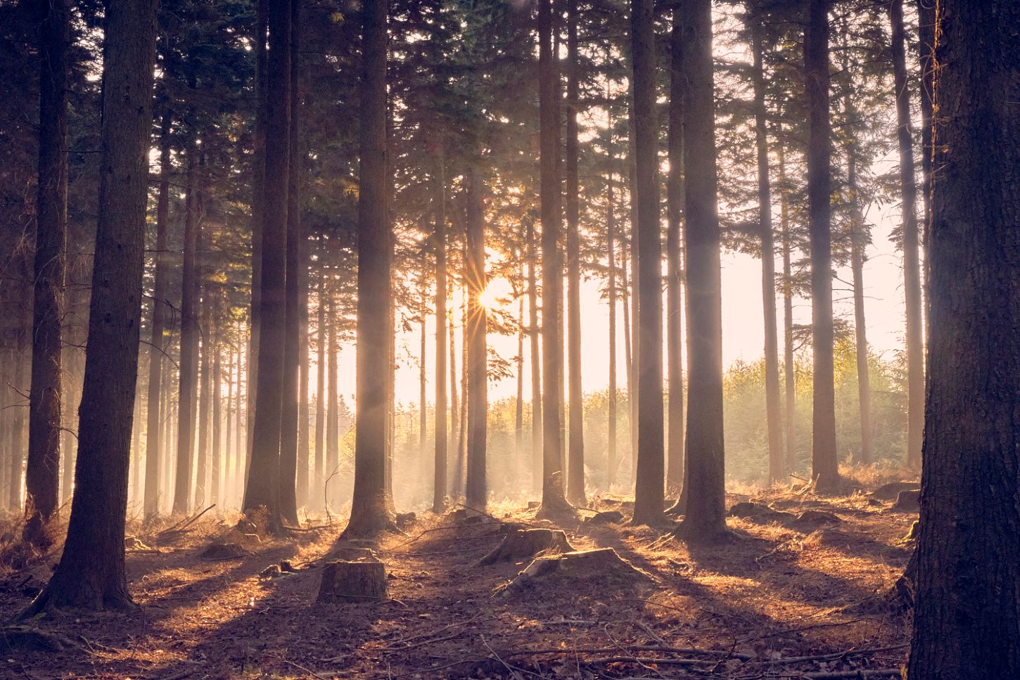 Plymbridge woods, United Kingdom