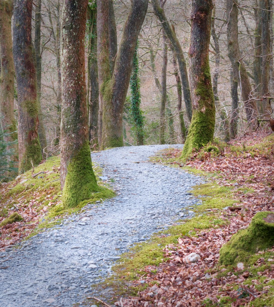 Plymbridge woods, United Kingdom