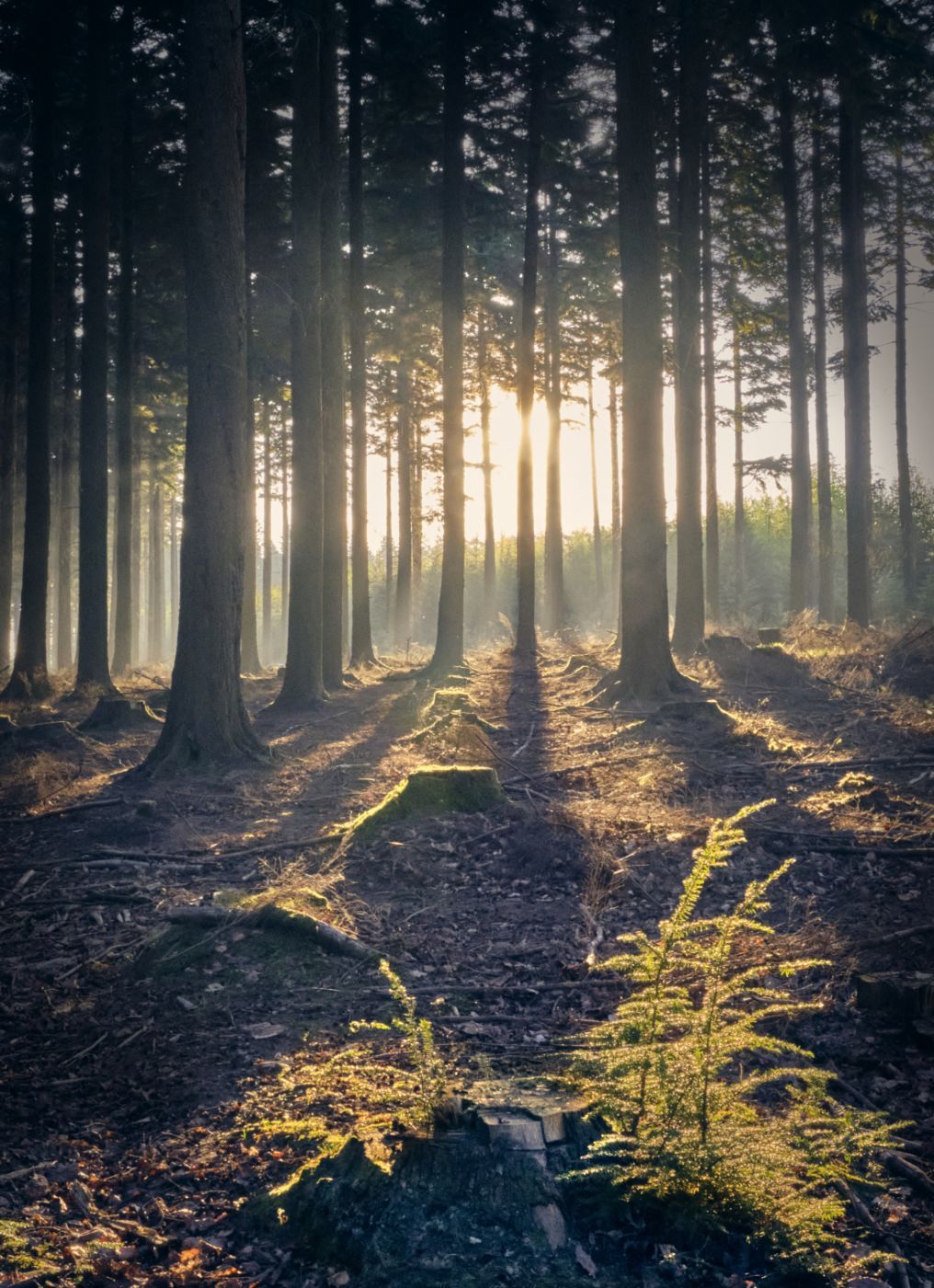 Plymbridge woods, United Kingdom