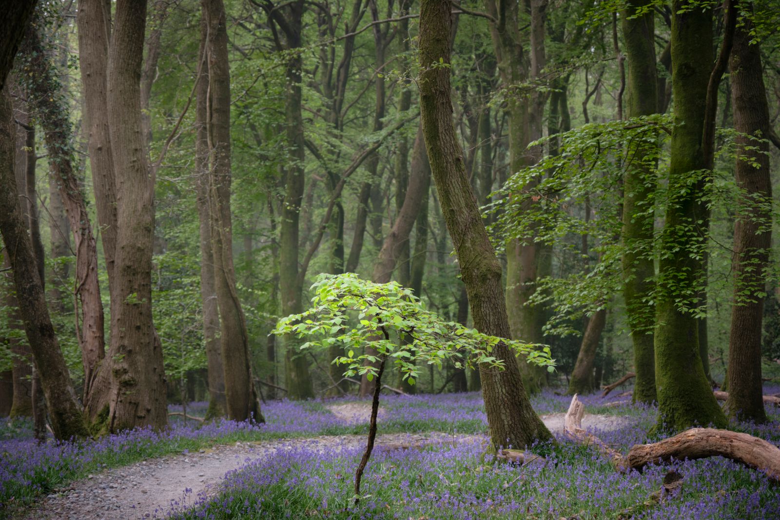 Plymbridge woods, United Kingdom