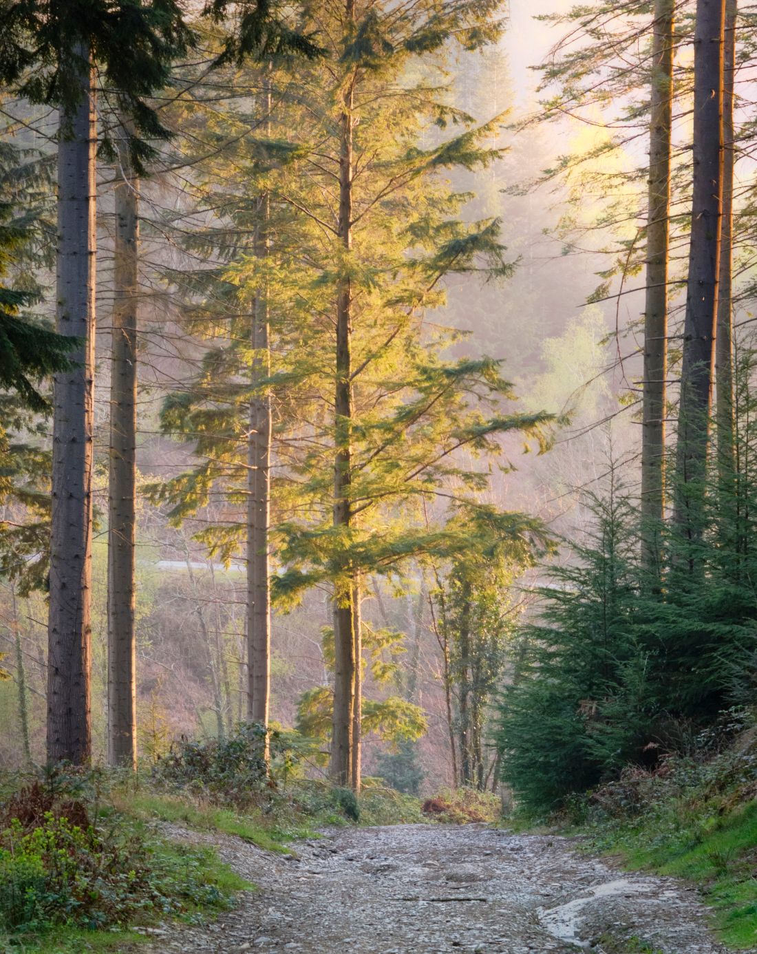 Plymbridge woods, United Kingdom