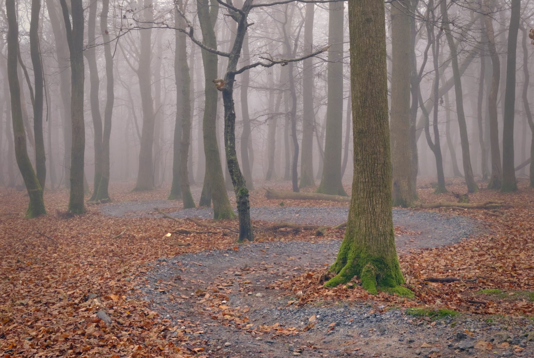 Plymbridge woods, United Kingdom