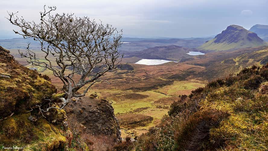 Lonely Tree at Quiraing