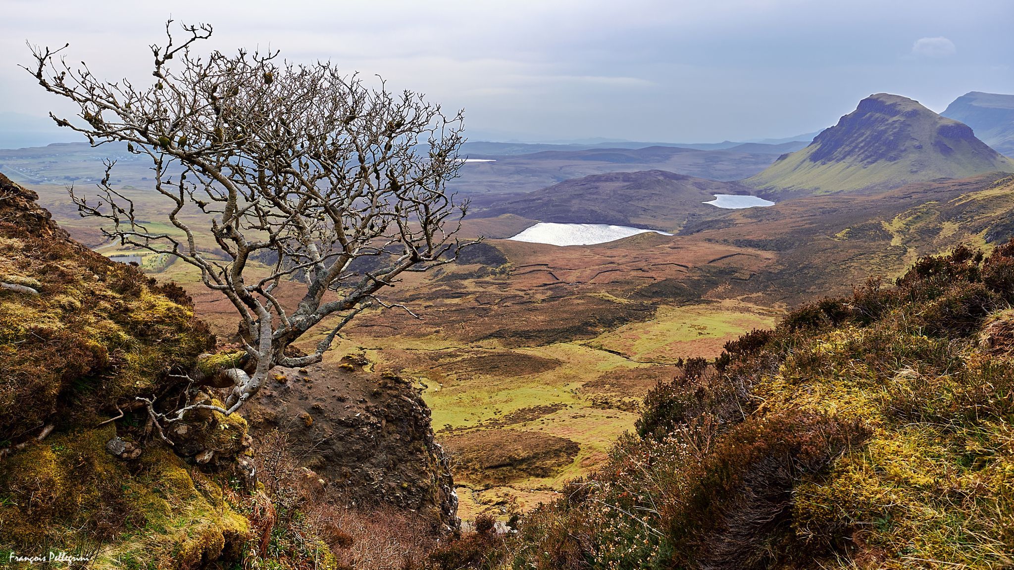 Lonely Tree at Quiraing, United Kingdom