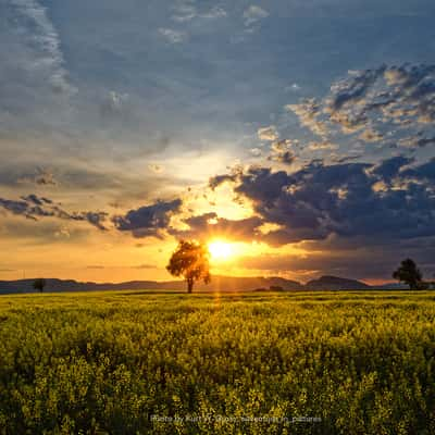 Rapeseed field, Switzerland