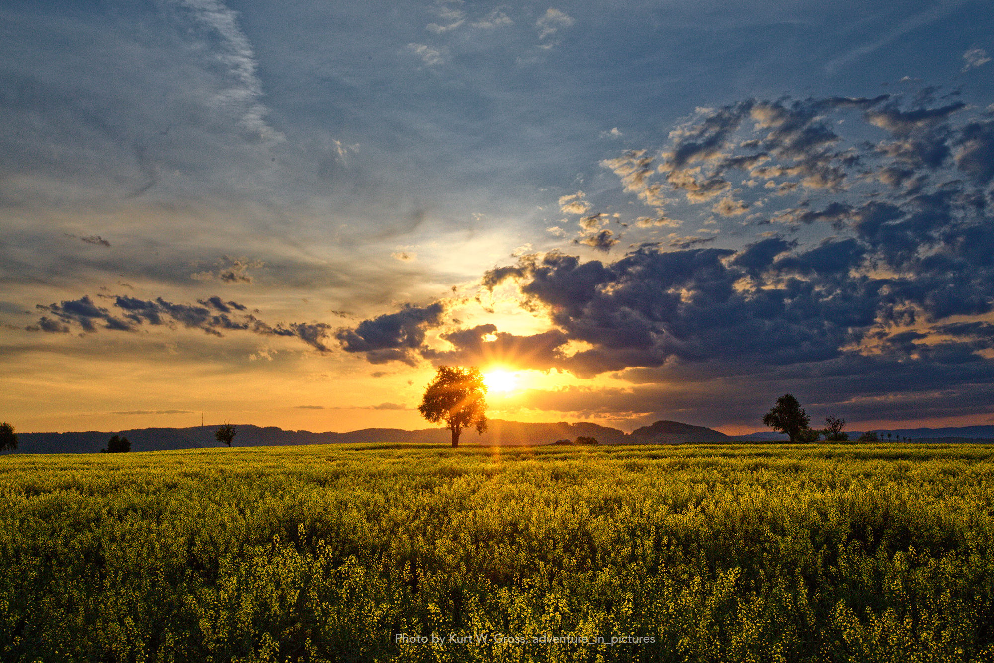 Rapeseed field, Switzerland