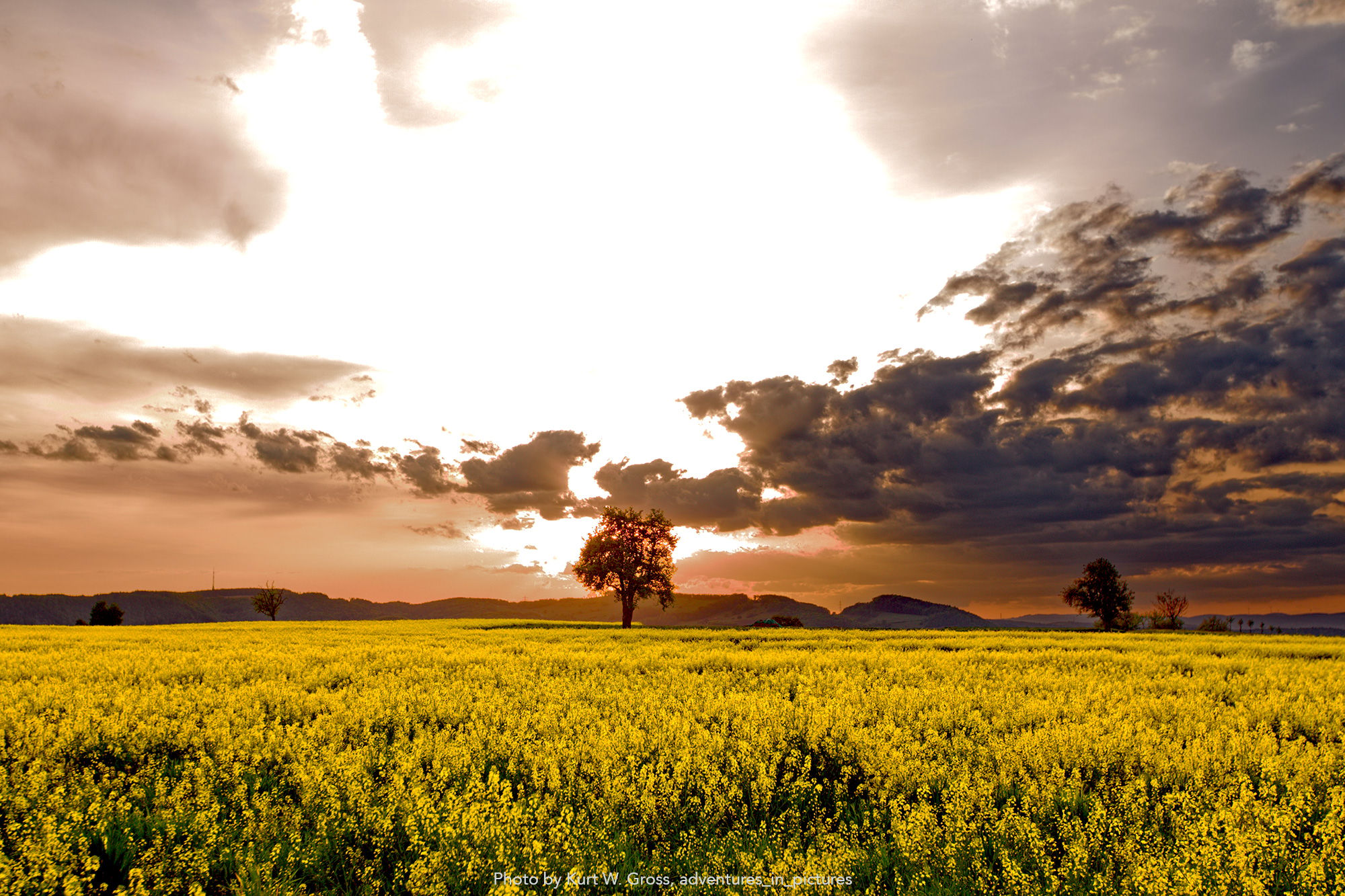 Rapeseed field, Switzerland