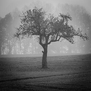 Sigl Lone Tree, Germany