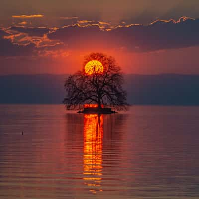 Solitary tree in Villeneuve, Switzerland