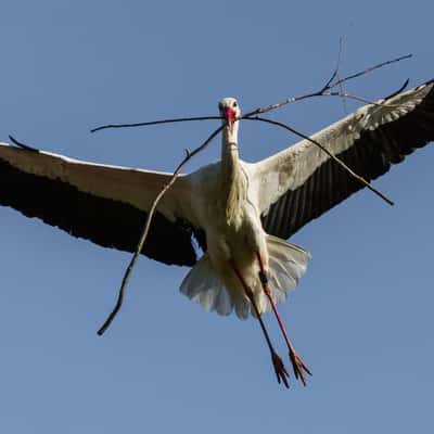 Stork Village Rühstadt, Germany