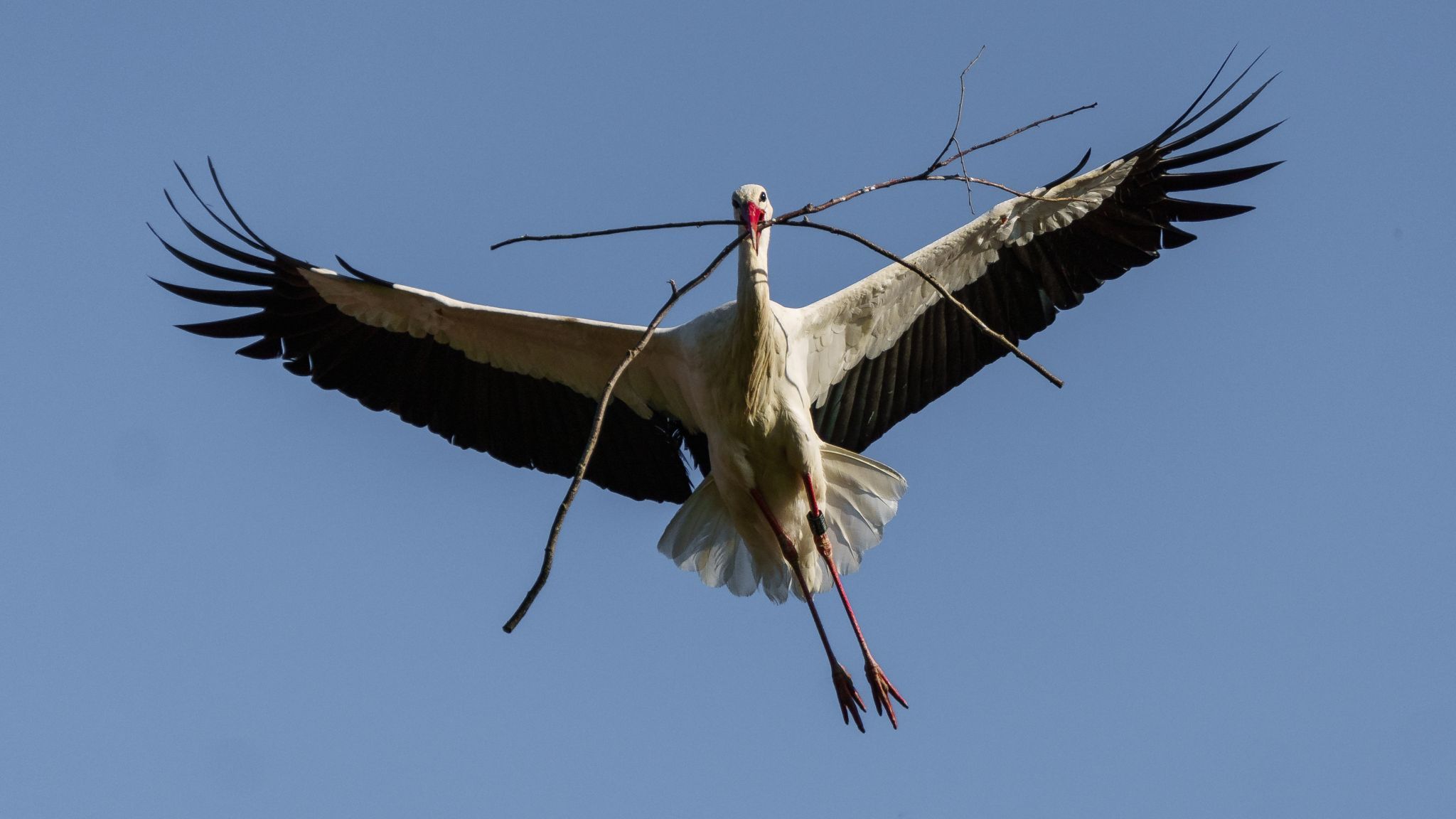 Stork Village Rühstadt, Germany
