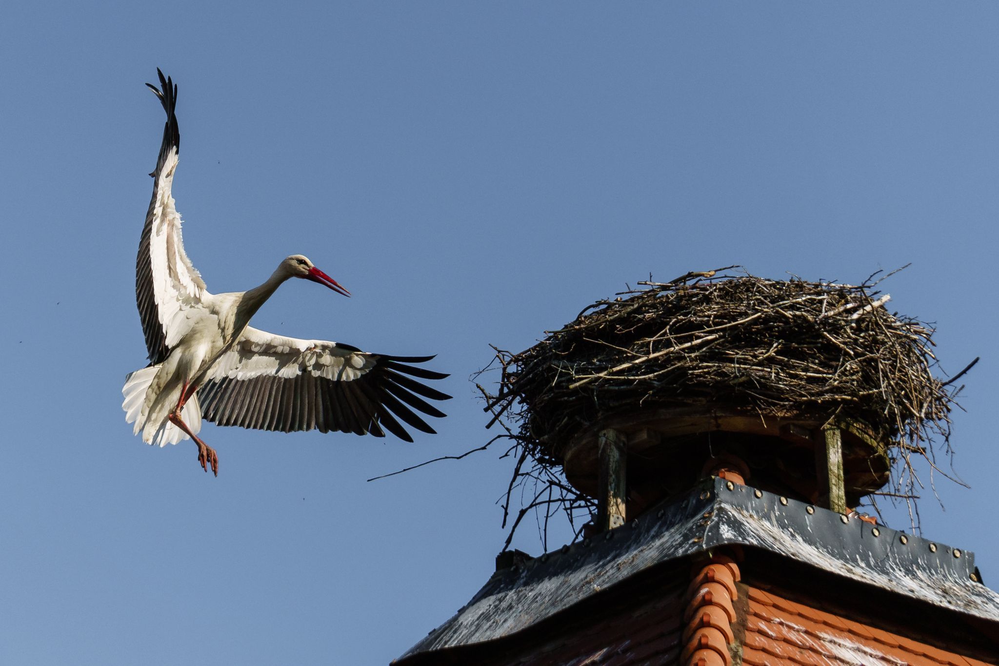 Stork Village Rühstadt, Germany
