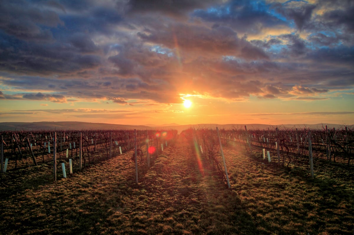 Sunset above vineyards, Czech Republic