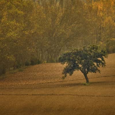 Tree on the field, Italy