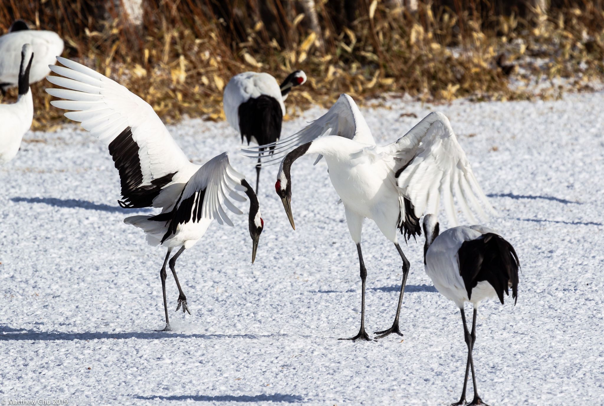 Tsurui Ito Tancho Crane Sanctuary, Japan