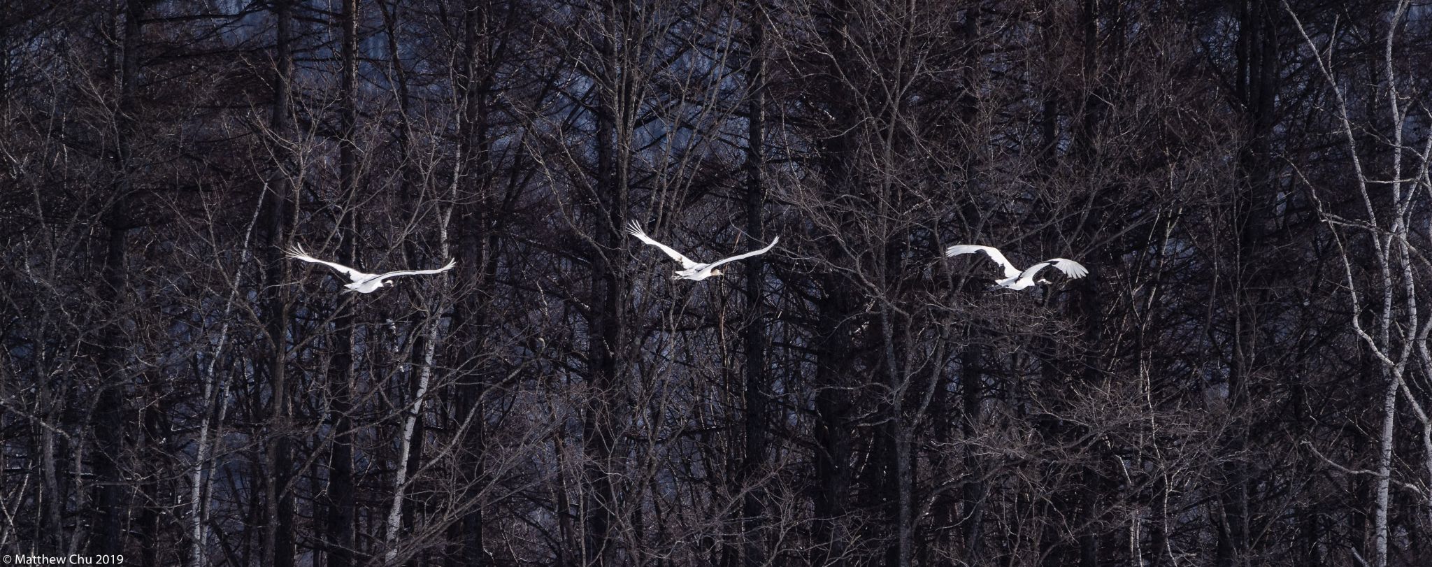 Tsurui Ito Tancho Crane Sanctuary, Japan