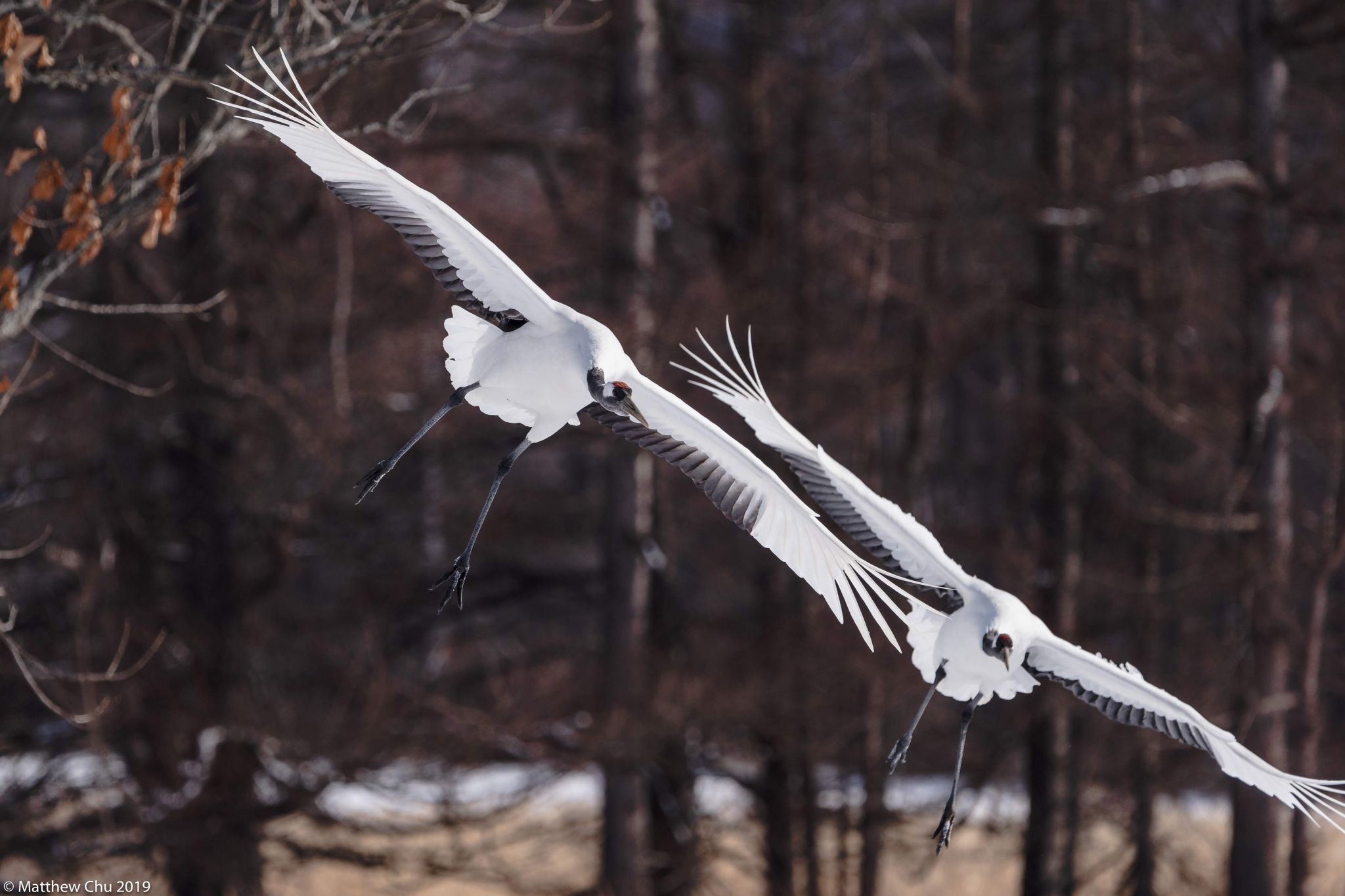 Tsurui Ito Tancho Crane Sanctuary, Japan