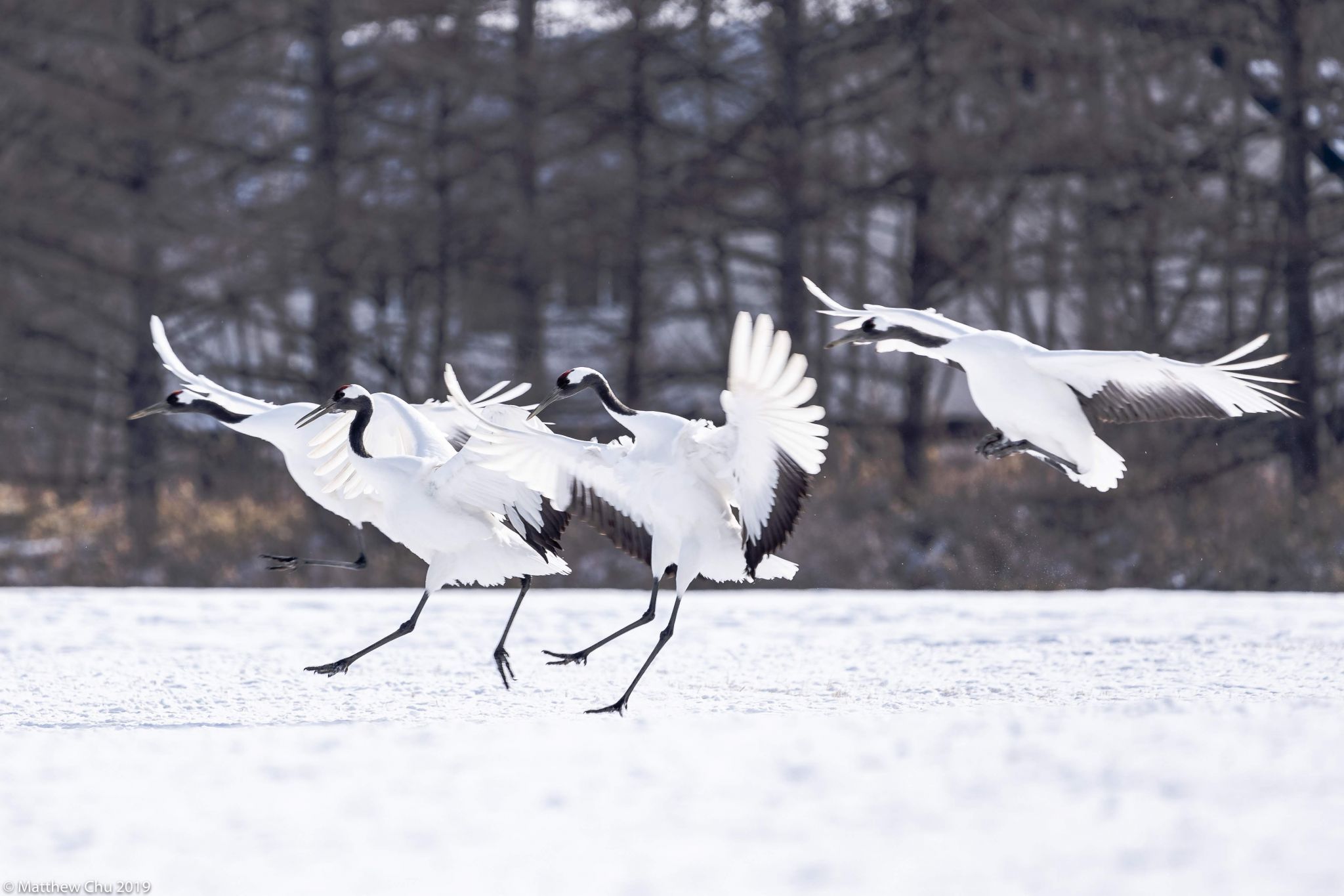Tsurui Ito Tancho Crane Sanctuary, Japan