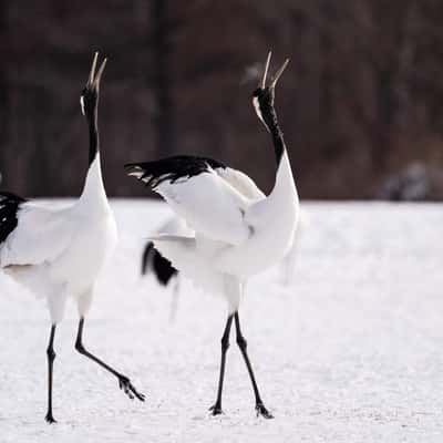 Tsurui Ito Tancho Crane Sanctuary, Japan