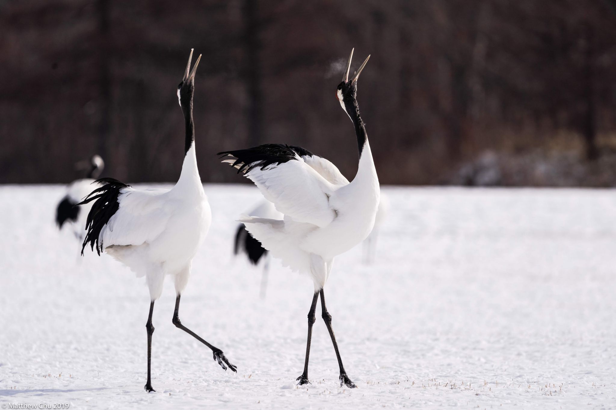 Tsurui Ito Tancho Crane Sanctuary, Japan