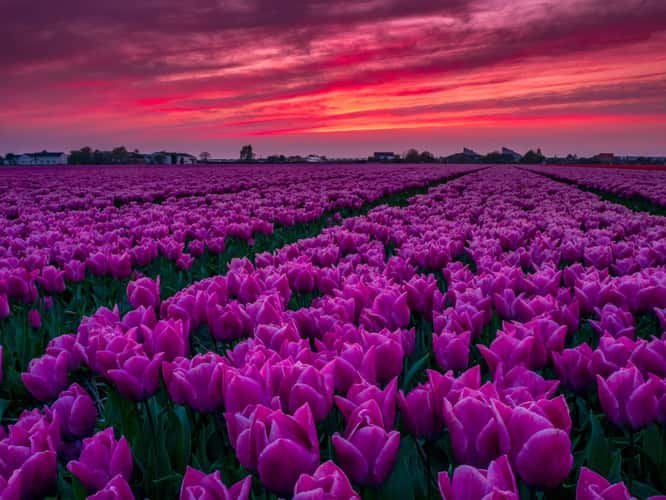 Tulip fields of Holland