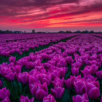 Tulip fields of Holland, Netherlands