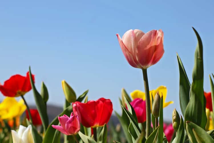 Flower Field