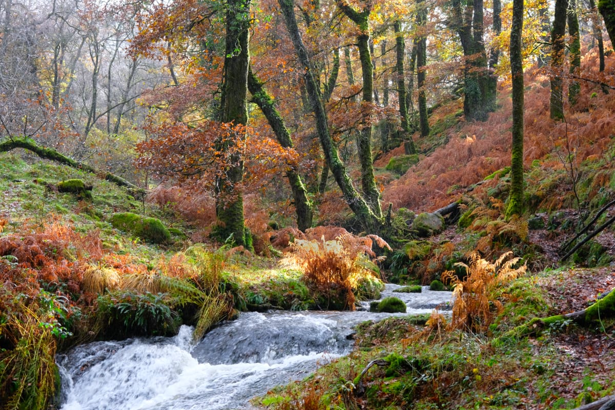 Venford woods, United Kingdom