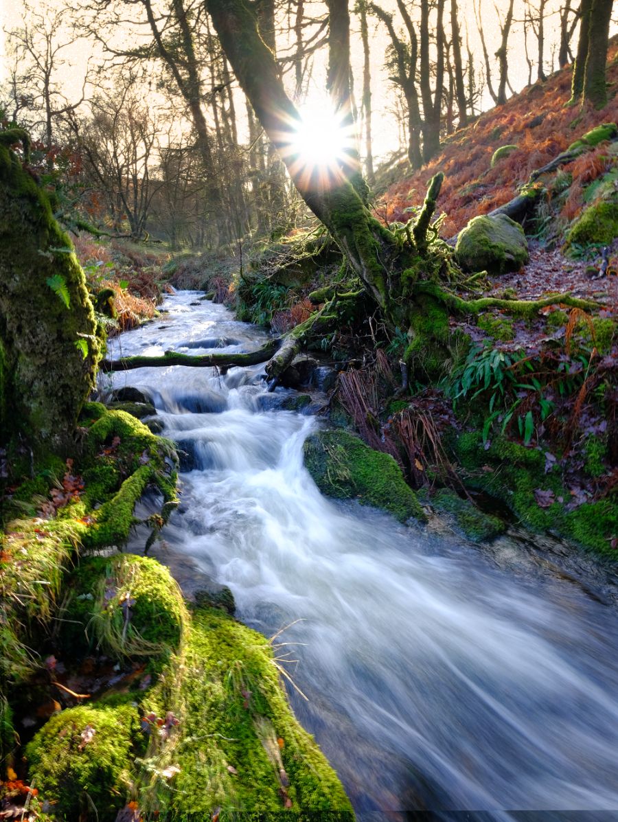 Venford woods, United Kingdom