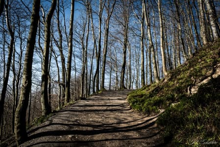 Way up to Löwenburg