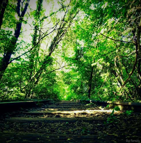 Abandoned Train Tracks in Audun-le-Tiche