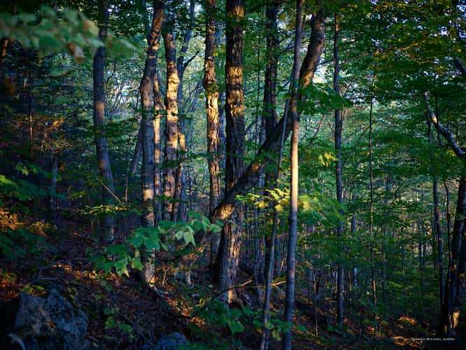 Artist's Bluff Loop