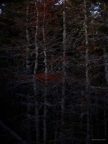 Artist's Bluff Loop
