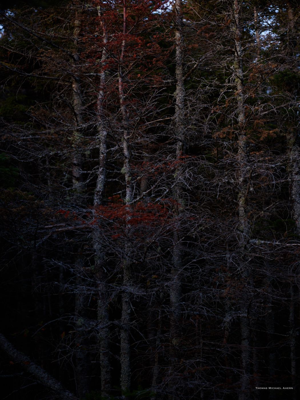Artist's Bluff Loop, USA